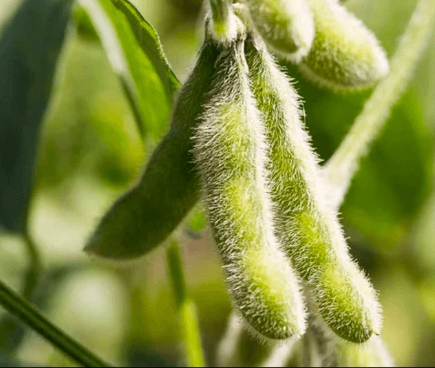 Green soybean pods on the plant
